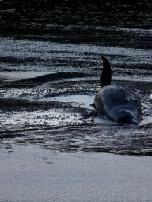 The Arnoux beaked whale stranded in Purakaunui Inlet on Wednesday. Photo: Chris Stevens.