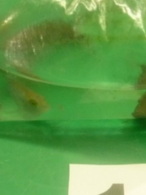 The bag of fish found on a Vietnamese air passenger at Auckland Airport.