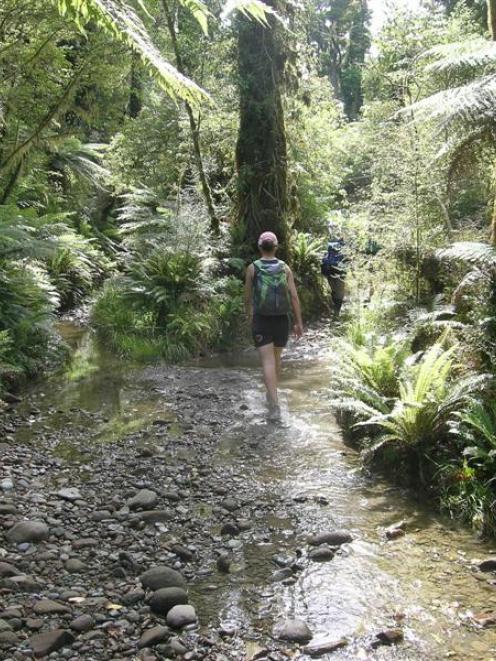 The Barn Bay track sometimes follows riverbeds, some dry, some wet. Photo by Marjorie Cook.