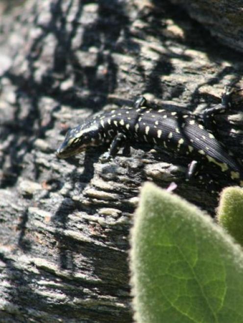 The birth of two Otago skinks in a sanctuary near Alexandra has been heralded as a milestone for...