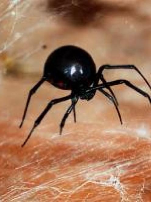 The black widow spider.