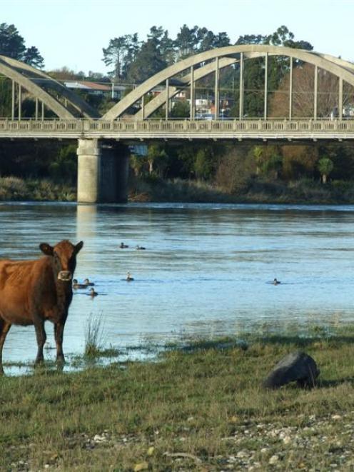 The cattle beast which fell from the back of a truck in Balclutha yesterday and was chased around...