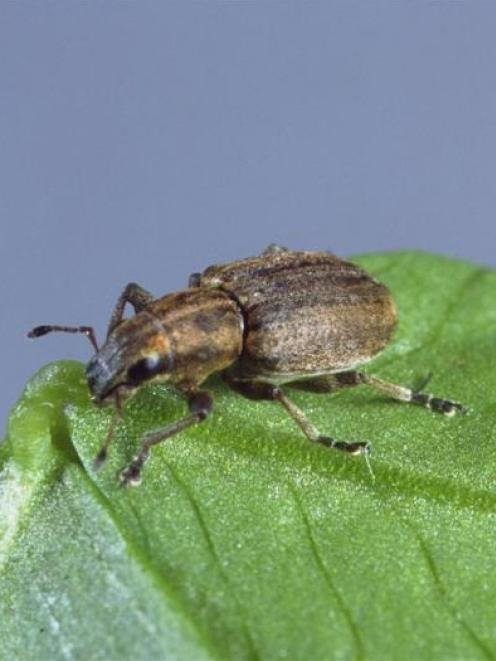 The clover root weevil will soon be established in the South. Photo supplied.