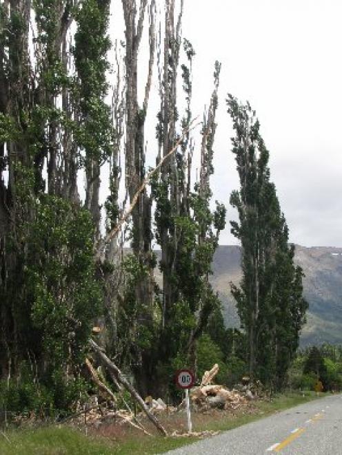 The condemned trees on Lowburn Rd.