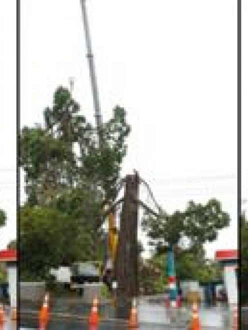 Click the image to see the controversial 27m Wellingtonia comes down in sections. Photo by Gerard...