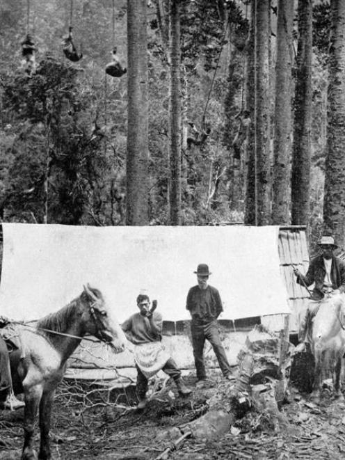The cook's call to dinner at a forest camp north of Auckland. Suspended from the trees in the...