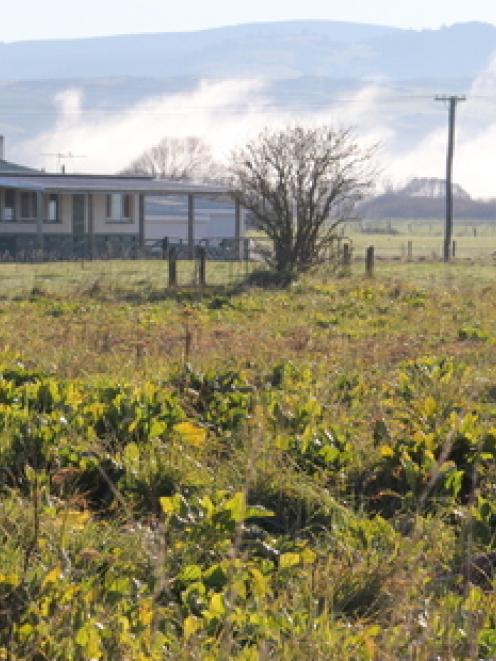 The cows were grazing on fodder beet grown on land leased by the Nightcaps Clay Target Club....