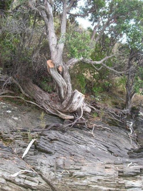 The damaged rata tree on Pigeon Island, Lake Wakatipu.Pigeon Island is a protected sanctuary for...