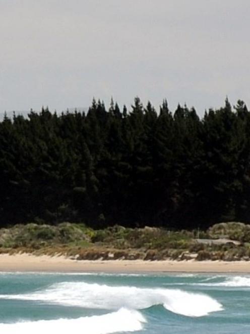 The DCC will talk with the community board about the pines at Waikouaiti Beach. Photo by Craig...