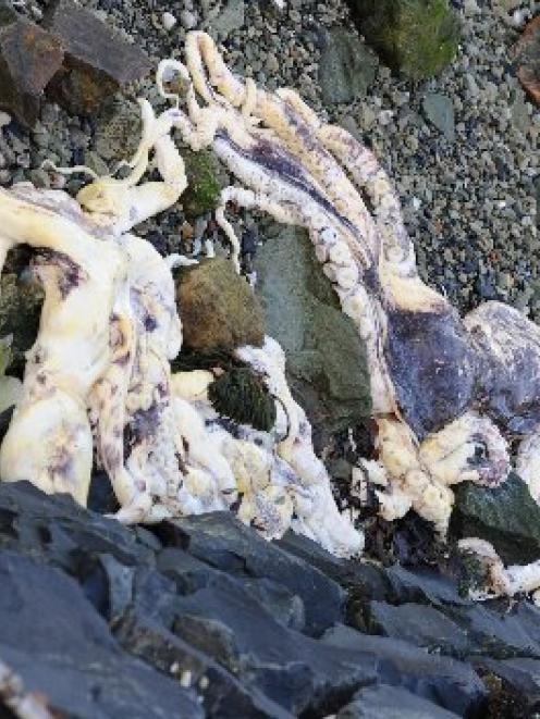 The death of octupuses, such as these which washed ashore at Vauxhall, in Dunedin, on Saturday,...