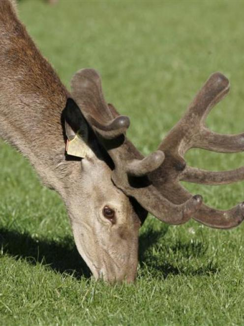 The deer industry will partner  the Ministry for Primary Industries in an initiative aimed at...