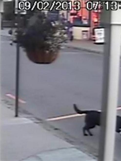 The dog caught by CCTV footage in the act of stealing bread. Photo supplied.