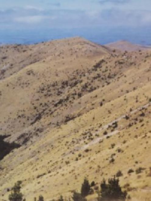 Seedlings of Pinus contorta at Mid Dome, in northern Southland, November 1998.