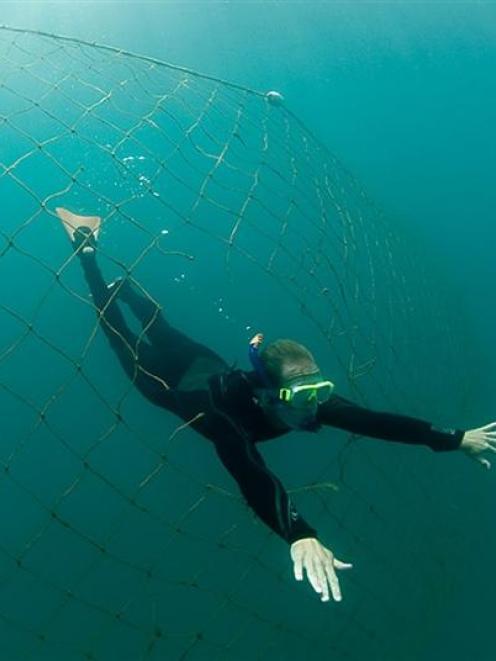 The Dunedin City Council is the only local authority in New Zealand to maintain shark nets, and...