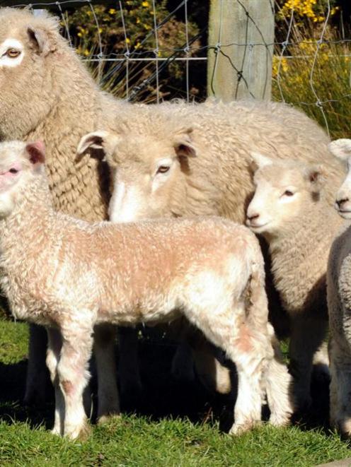 The 'extremely rare' offspring of a goat and a sheep stands with its mother and some mates in a...