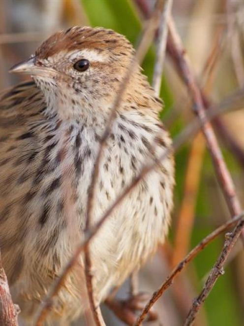 The fernbird (matata). Photo by Paul Sorrell.