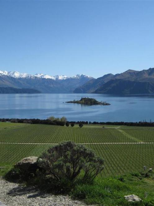 The first commercial vineyard  block at Rippon was planted in 1982, largely against the advice of...