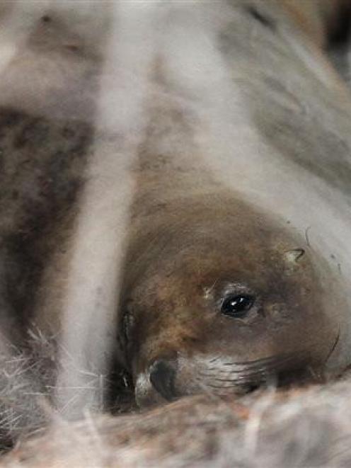 The first New Zealand sea lion pup to be discovered on the Otago Coast this breeding season,...