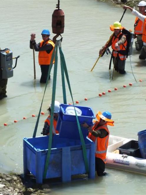 The fish salvage operation of the Tekapo canal winds up. Photo supplied.