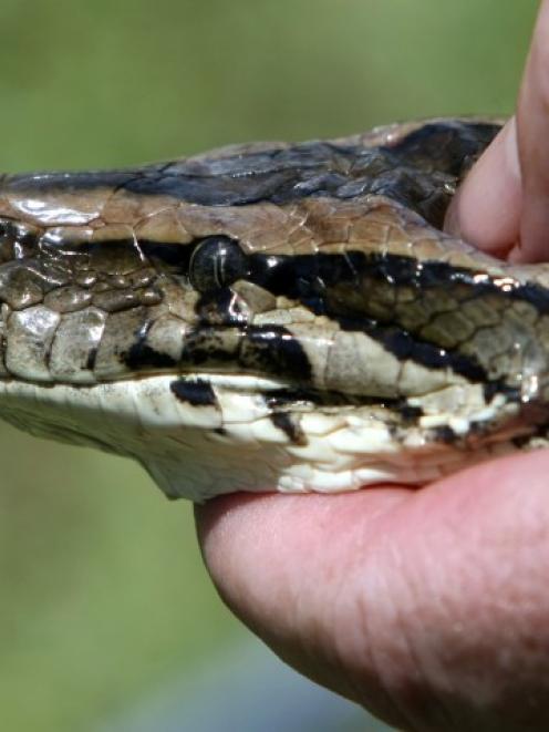 The head of a 3m-long Burmese python that was captured in an earlier hunt in the Florida...