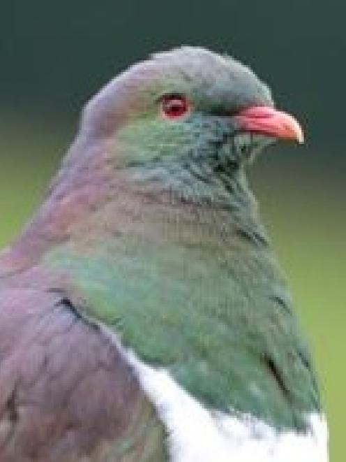 The kereru has been protected for over a century. Photo by Stephen Jaquiery