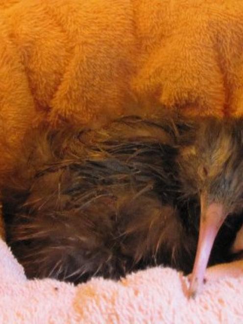 The kiwi chick sleeps peacefully in a temperature-controlled incubator yesterday morning. Photo...