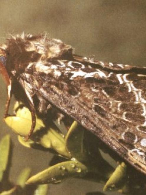 The largest moth in the Orokonui forest, <i>Aoraia rufivena</i>. Photo by Brian Patrick.