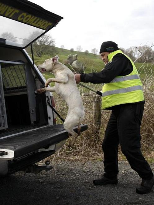 The last bitch being being put in the truck and taken away from the Hildreth Rd house by Animal...