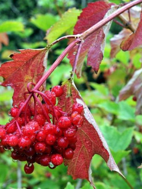The leaves and berries of Viburnum opulus 'Notcutt's Variety' create a magical effect. Photo by...