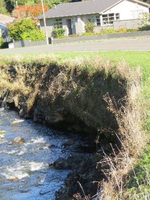 The Leith River has undermined a section of its bank. Photo by Jonathan Chilton-Towle.