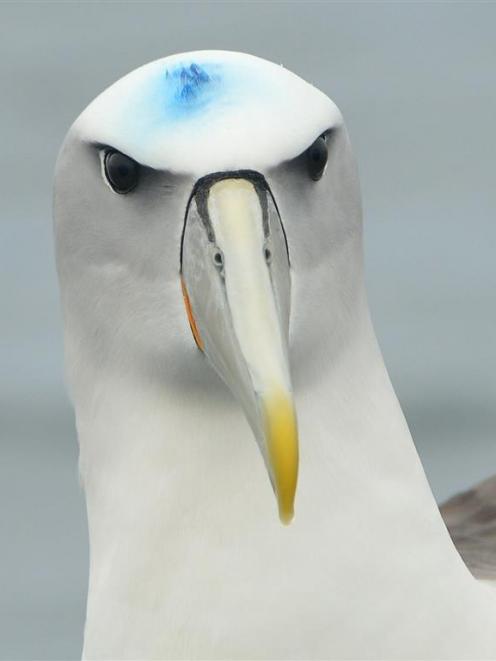 The marked white-capped albatross.