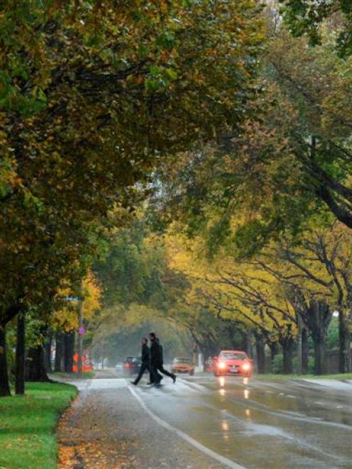 The memorial elms of Anzac Ave in the rain yesterday. Photo by Gerard O'Brien.