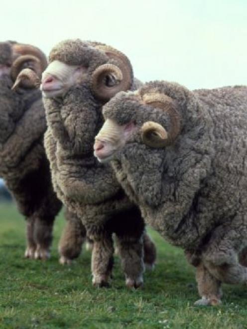 The merino industry is looking to a bright future. Photo by The New Zealand Merino Company.
