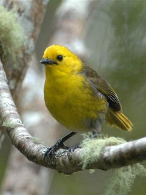 The mohua, one of the endangered species in the Upper Clutha. Photo by Stephen Jaquiery.