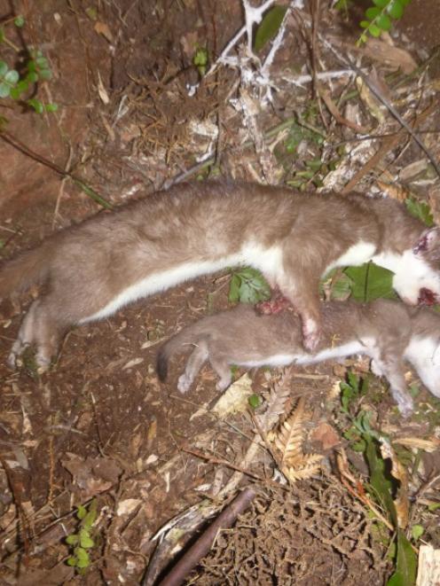 The mother stoat and one kit after having been caught leaving the den. Photo: Supplied