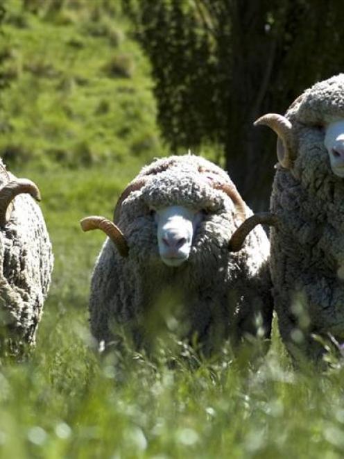 The New Zealand Merino Company hopes to double the value of its business by June 2016. Photo by...