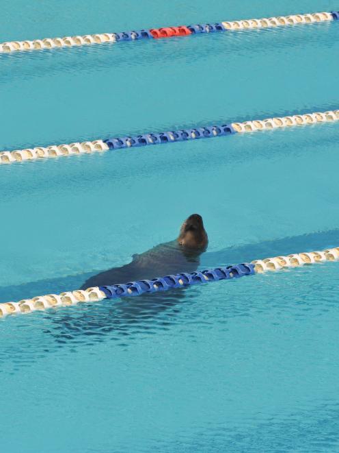 The sea lion in the St Clair Salt Water Pool. Photo by Gregor Richardson