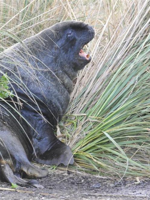 The sea lion which has taken up residence near the Otago University Rowing Club, in Magnet St,...