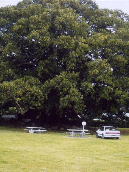 The size of Pahi's Moreton Bay fig tree can be gauged from the car parked at the outside of its...