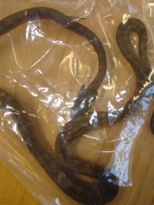 The snake found inside a shipping container from Brisbane. Photo from Ministry of Primary...