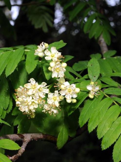 The Sorbus domestica in Dunedin Botanic Garden is on the cusp of flowering.  Photo by Gregor...