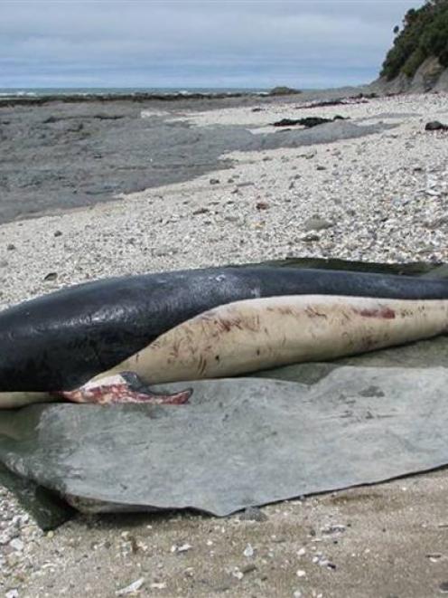 The southern right whale dolphin found on a Kaka Point beach at the weekend. Photo / DOC.