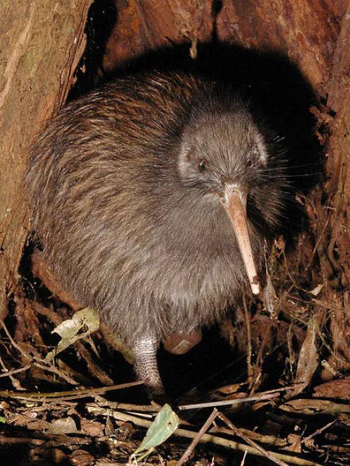 The study shows the kiwi is related to the elephant bird.