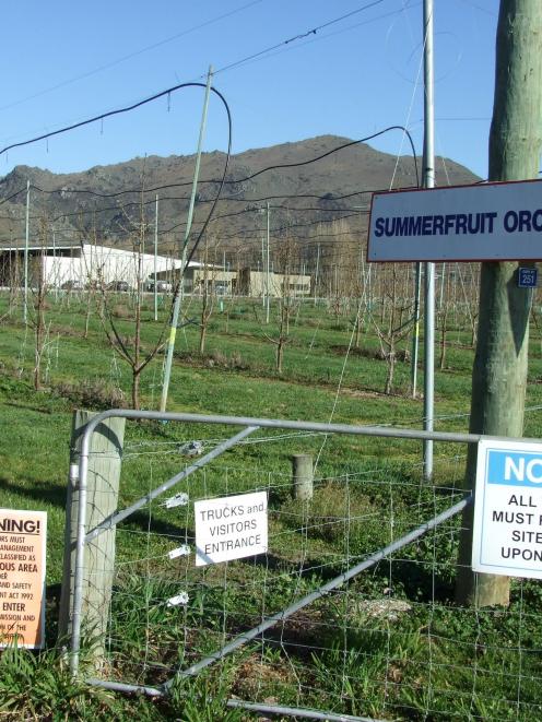 The Summerfruit Orchards Ltd packing shed at Earnscleugh. Photo by Lynda Van Kempen.