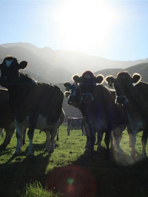 The sunshine of this season's milk payout is now under a cloud for next season's payout. Photo by...