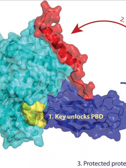 The team's model of the Hsp70 protein. The NBD, in light blue, uses the key, in yellow, to open...