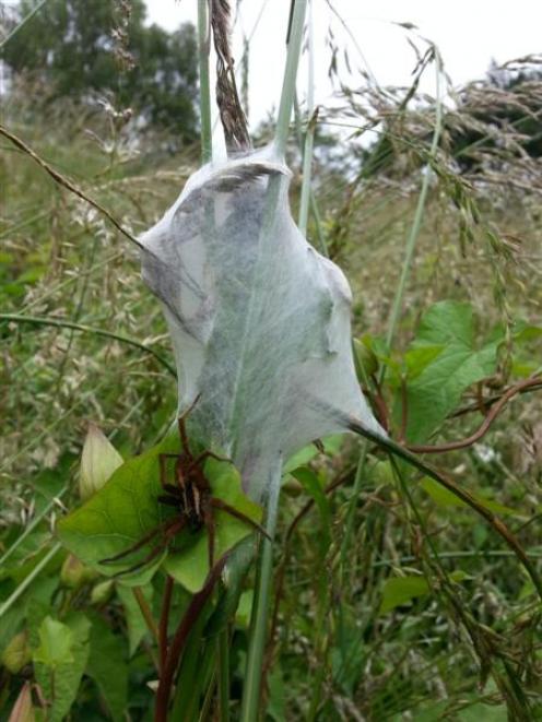 The tight silk web protects the baby spiders. Photos by Sofie Welvaert.