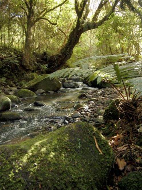 The tranquility of Bethunes Gully will be shattered. Photo by Stephen Jaquiery.