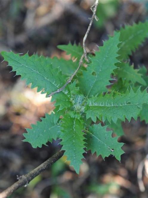 The tree nettle or ongaonga, Urtica ferox. Photo by Craig Baxter.