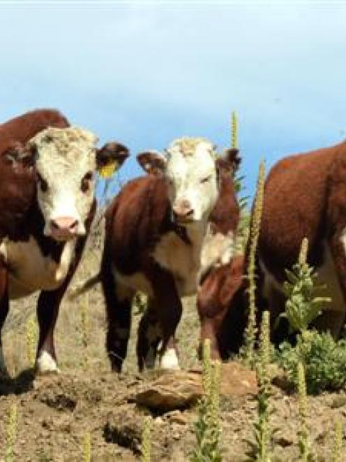 The value of New Zealand beef and veal exports is expected to increase by 5.5% in the 2014-15...